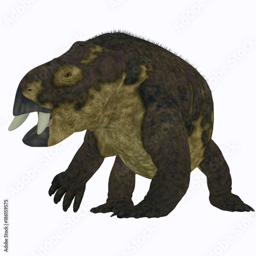 Placerias Dinosaur on White - Placerias was a herbivorous dicynodont dinosaur that lived in Arizona, USA in the Triassic Period. photo