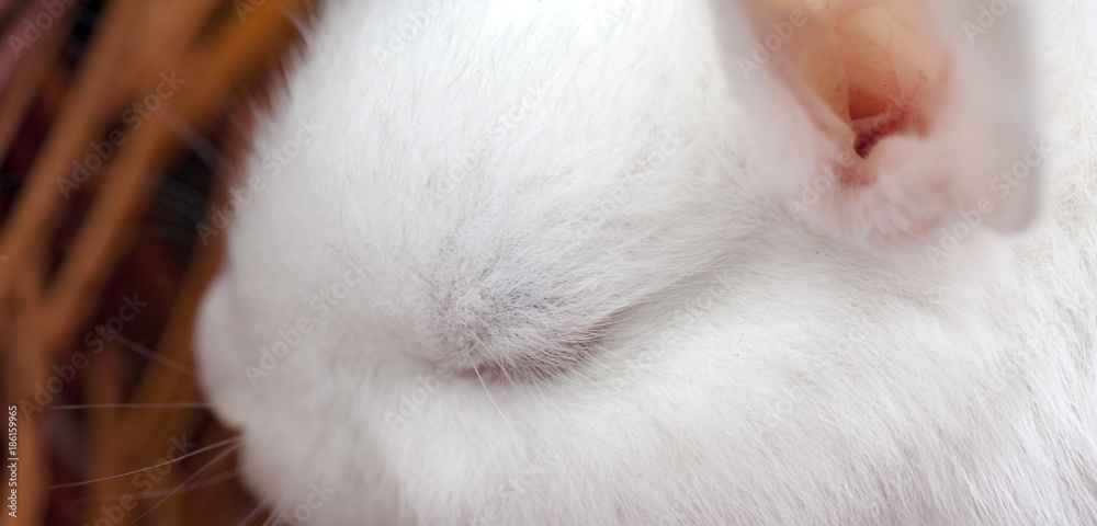 The panorama of small deorative white rabbit is sitting into the basket and peeps out. The Easter and celebration at home concept The panorama of small deorative white rabbit is sitting into the basket and peeps out. The Easter and celebration at home concept