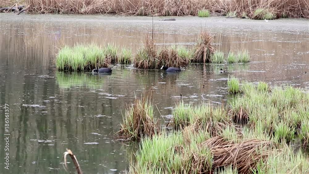 Bald-coot (lat. Fulica atra) in native habitat
Bald-coot (lat. Fulica atra) in native habitat