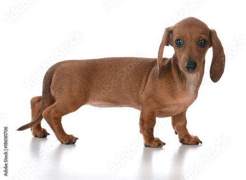 adorable female dachshund puppy