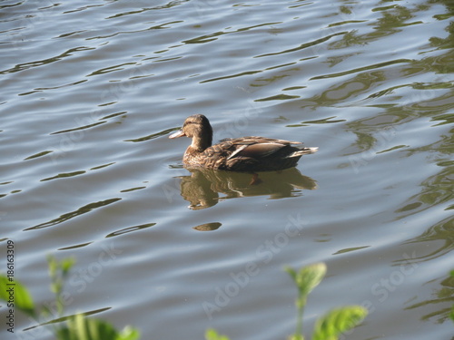 Ile de France - Essonne - Parc du Château de Chamarande Canard sur la juine photo