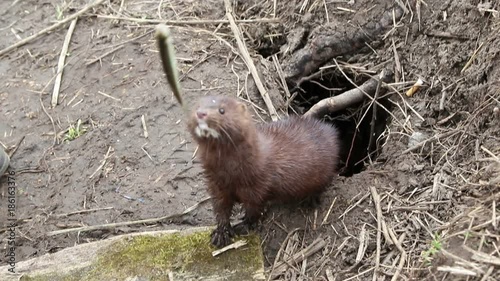 The European mink  (lat. Mustela lutreola) eats fish
