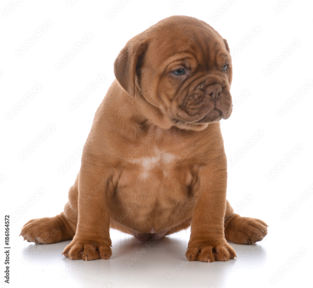 female dogue de bordeaux puppy