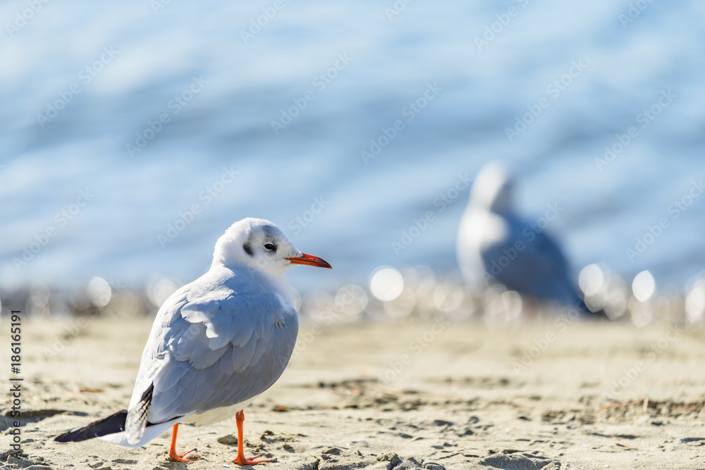 Fototapeta premium カモメ