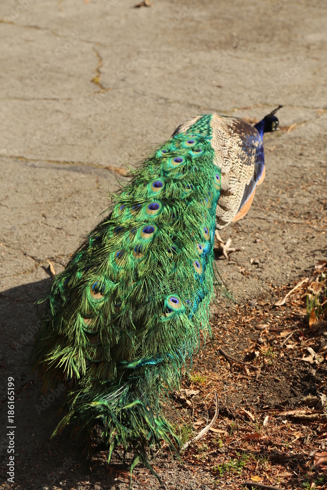 Obraz premium Peacock folded