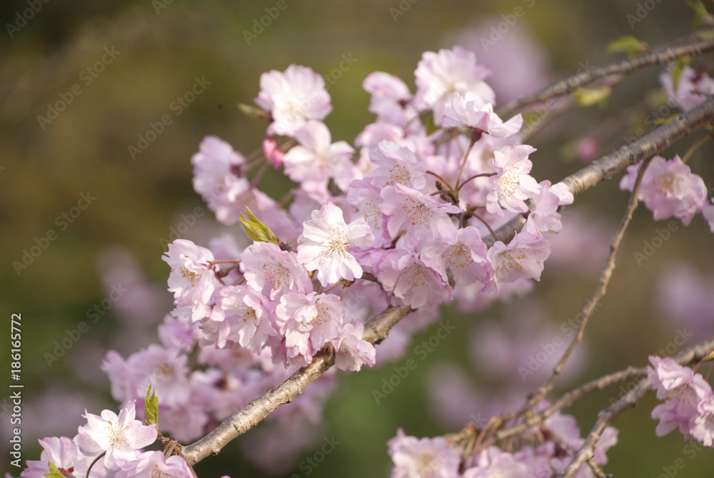 満開の桜