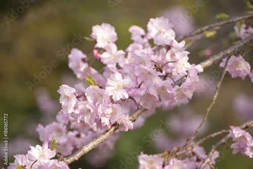 満開の桜 © momochan123