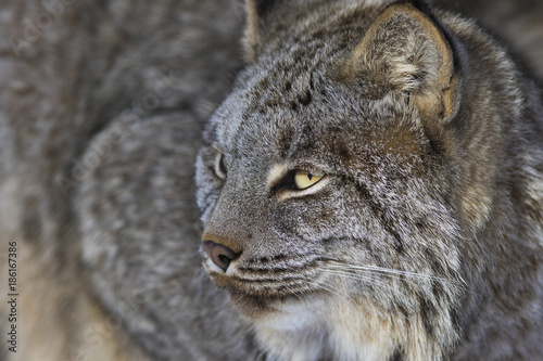 canada lynx in winter