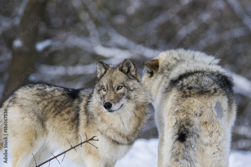 Naklejka premium Timber wolf couple in winter