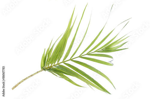 Green leaves of palm tree on a white background