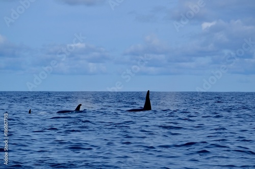 A family of orca near to Pico island 