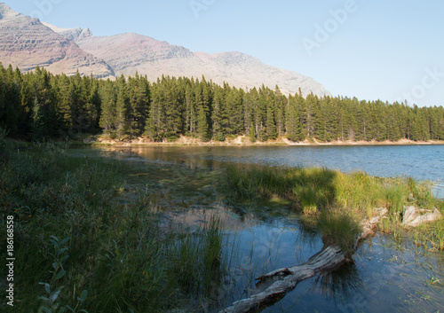 Water grass on shore of Fishercap Lake on the Swiftcurrent hiking trail in the Many Glacier region of Glacier National Park during the 2017 fall fires in Montana United States