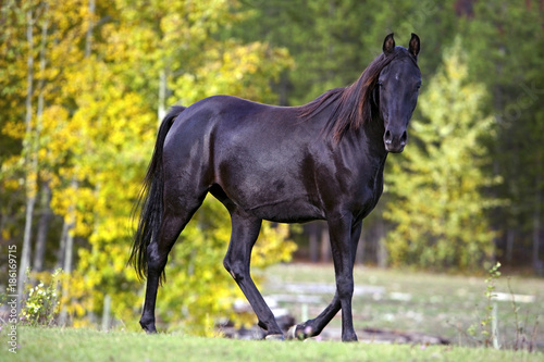 Beautiful black Horse mare trotting at pasture, trees in early fall colors in background