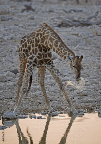 Etosha National Park Namibia  Africa giraffe drinking.