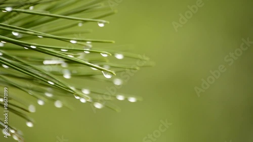 Raindrops in a leaf of a pine a rainy day photo