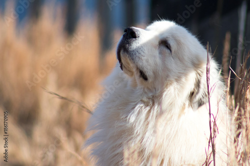 Great Pyrenees, Dog, Farm Dog, Large White Dog, Beautiful Dog, Long Hair, Dog