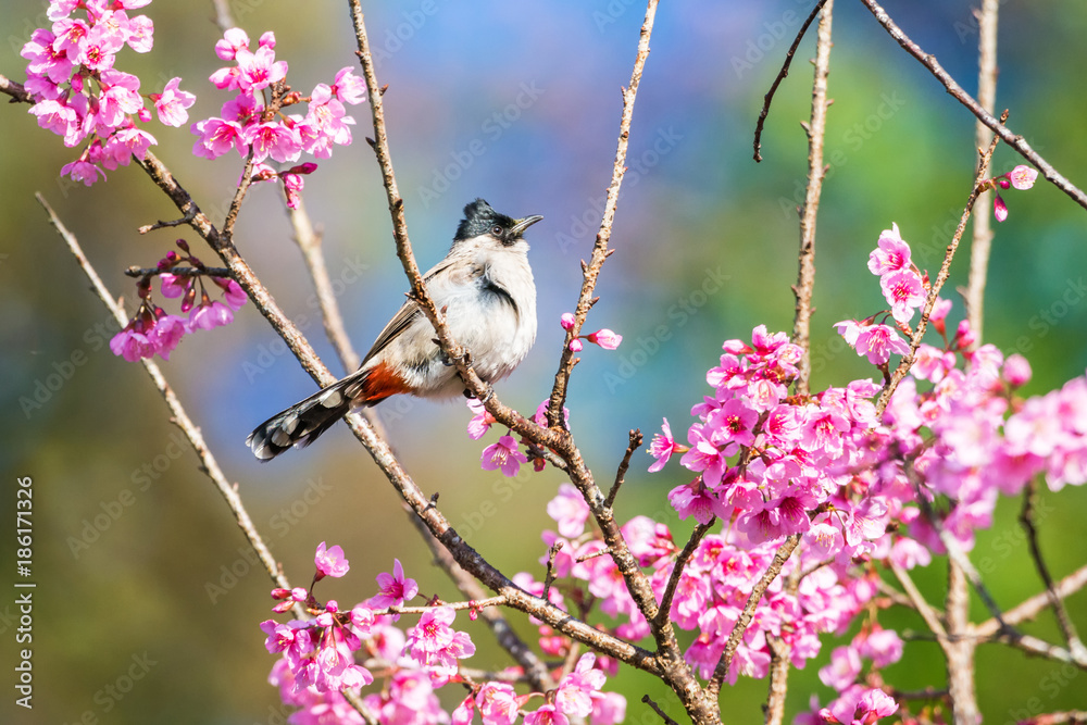 Naklejka premium Sooty-headed bulbul on tree branch, Bird in Thailand.