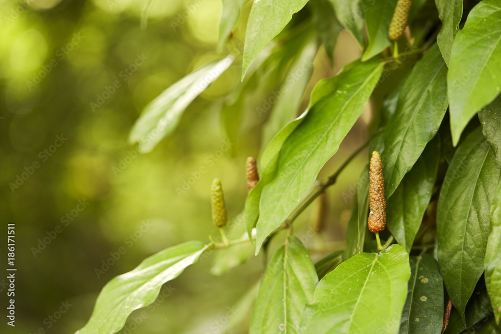 Long pepper or Piper longum Long pepper or Piper longum
