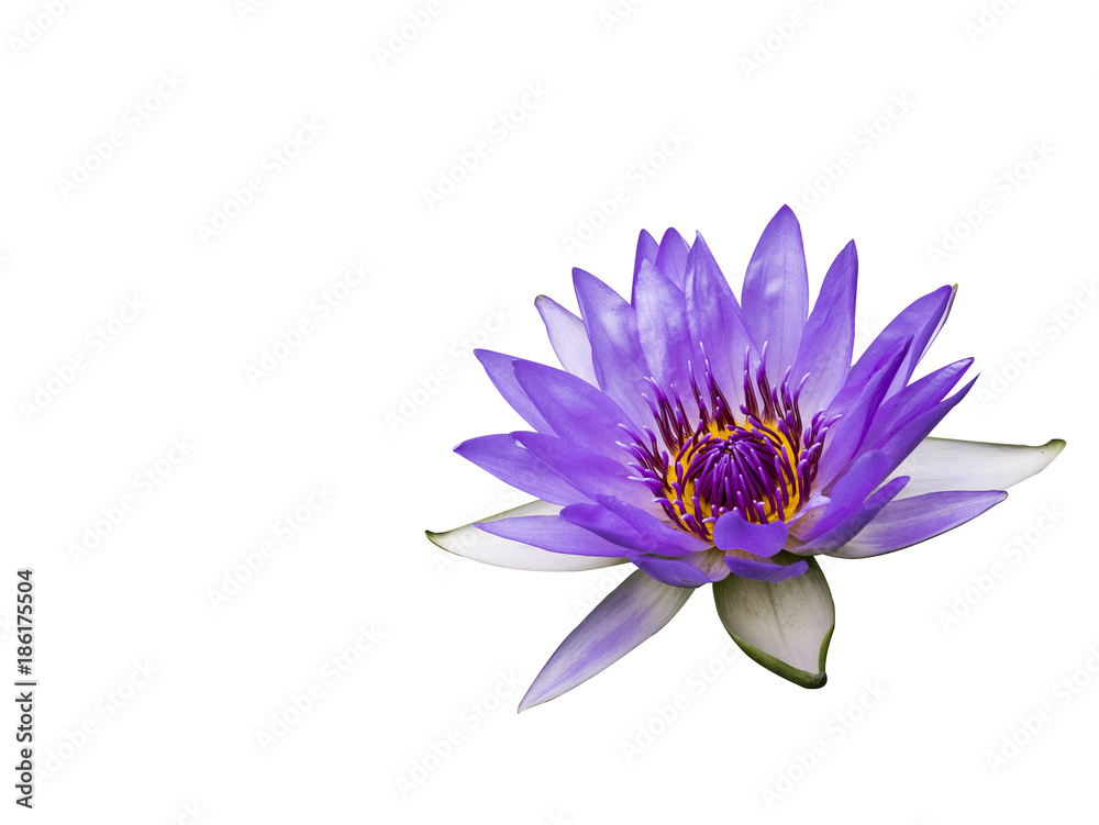 Purple lotus, water lily on white background, isolated with clipping path