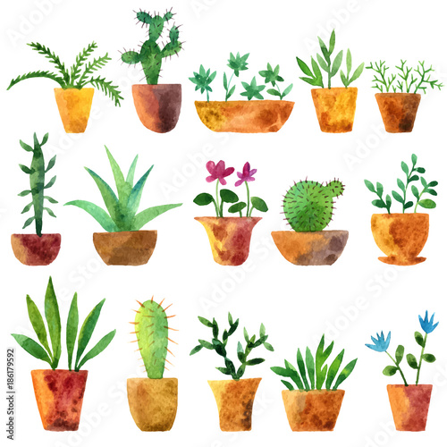 vector watercolor drawing home plants