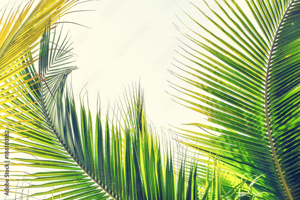 Fototapeta premium Niedziela Palmowa na tle świąt religijnych z zielonych liści tropikalnych drzew na naturalnym letnim niebie