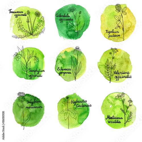 vector set of medical plants