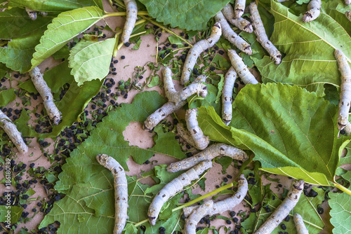 Canvas Print Silkworms eating a mulberry leaf, breeding silkworms for popular Thai silk produ