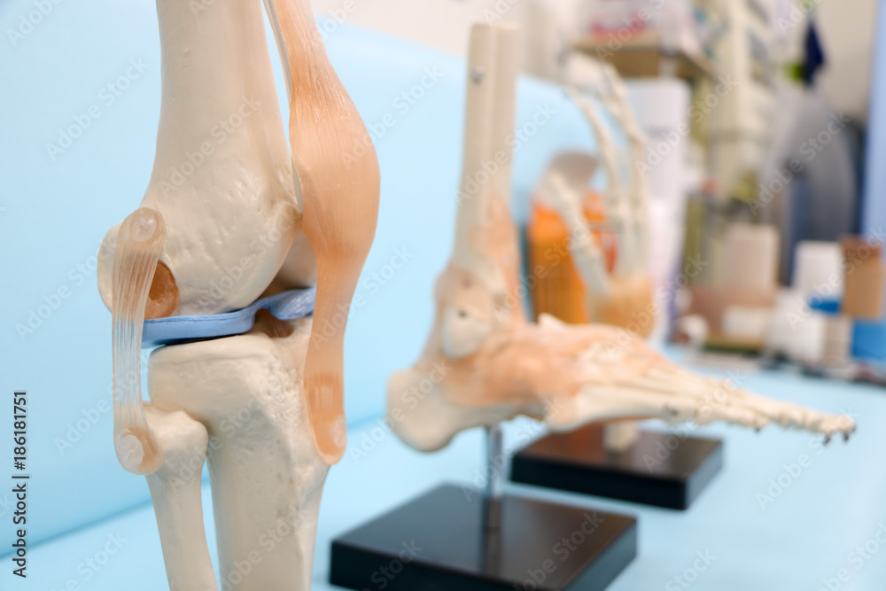Obraz premium 骨や関節や筋の模型