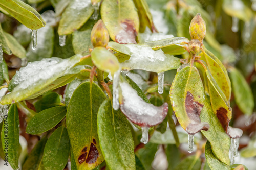 frozen rhodedendron leaves and bud photo