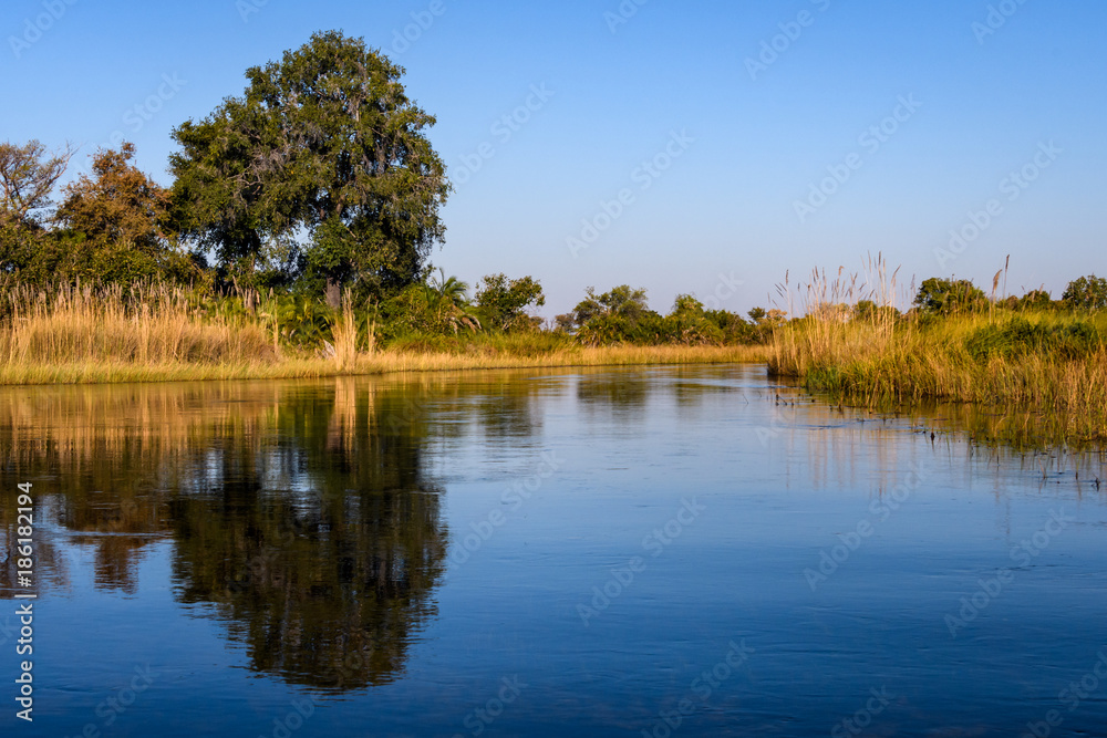 Peaceful view from the water of an Okavango Delta waterway in the early evening light lined by tall golden grasses and islands of tropical bushes and trees, blue water and sky, Botswana, Africa
