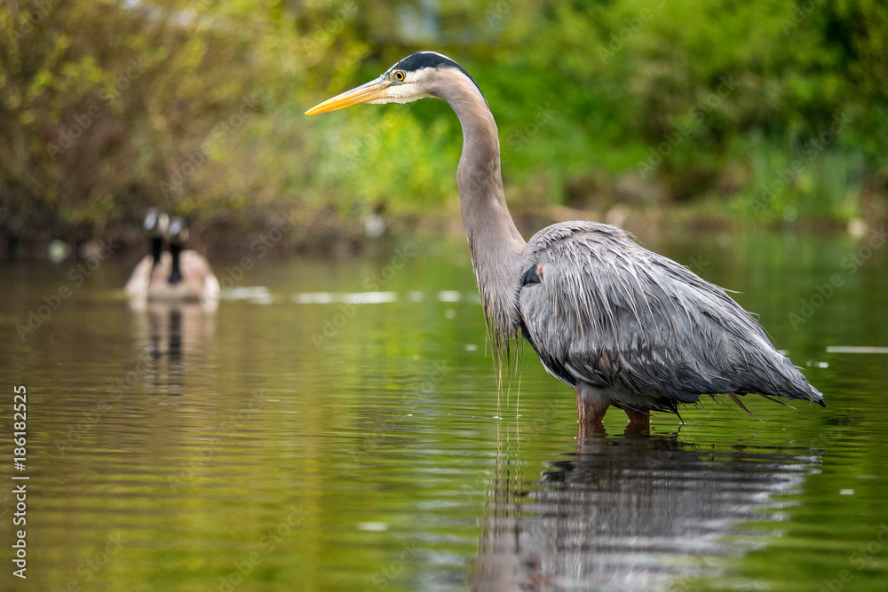 heron patiently standing in the middle of the pond waiting for the fish to pass by heron patiently standing in the middle of the pond waiting for the fish to pass by
