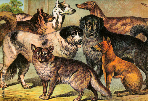 Illustration of mammals.  photo