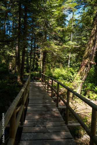 a wooden bridge inside nature park with tall trees
