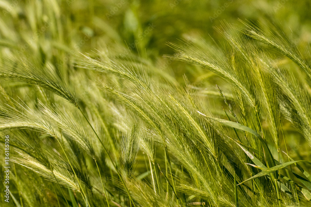 green wheat field in the wind background green wheat field in the wind background
