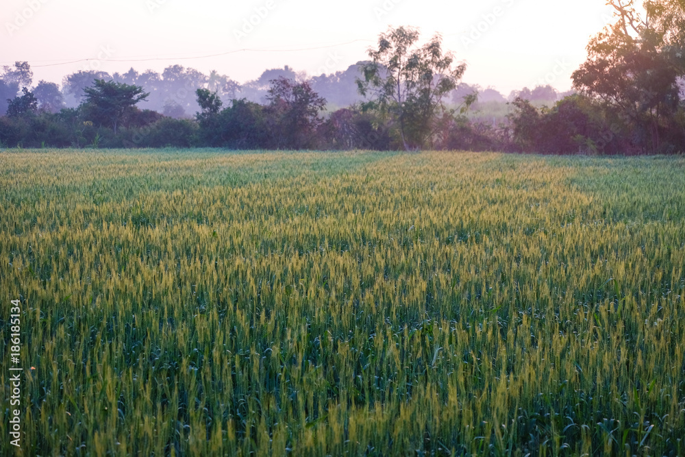 Growing wheat farm field plots