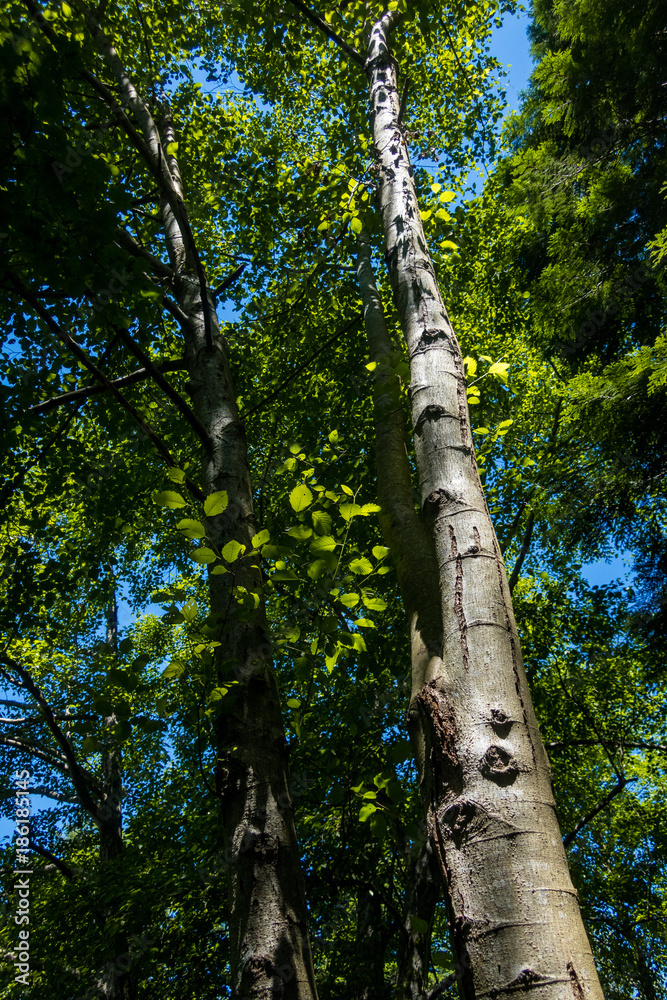 Fototapeta premium tall tree reaching to the sky in the forest