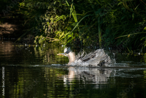 Great blue heron having a bath in the pond under the morning sun
