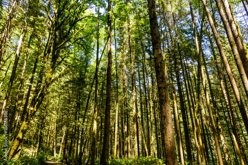 forest scene with tall and straight trees