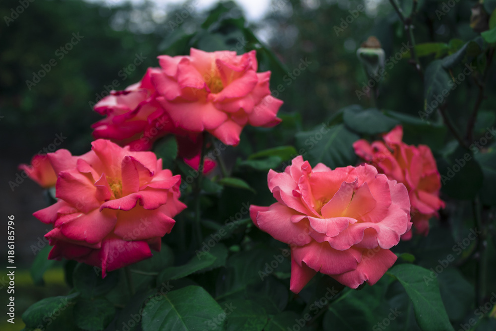 flower pics flower pics