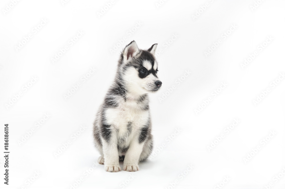 Fototapeta premium Siberian Husky Puppy