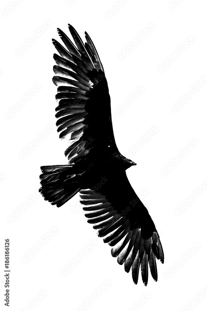 Obraz premium Turkey Vulture