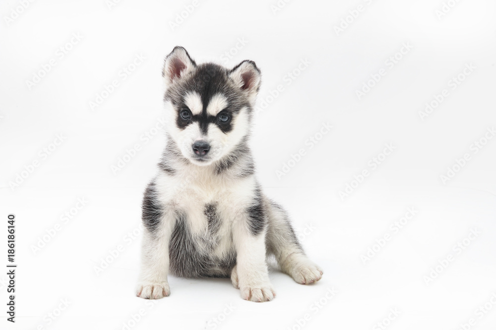 Siberian Husky Puppy