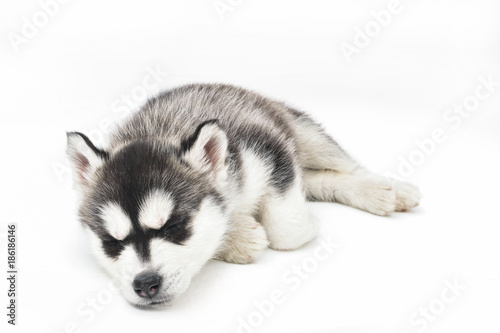 Siberian Husky Puppy © Roger