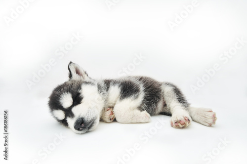 Siberian Husky Puppy © Roger