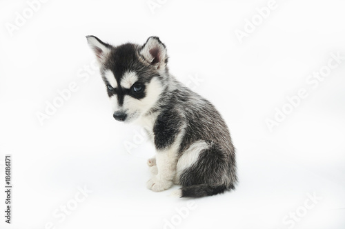 Siberian Husky Puppy