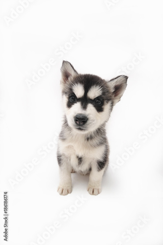 Fototapeta Naklejka Na Ścianę i Meble -  Siberian Husky Puppy
