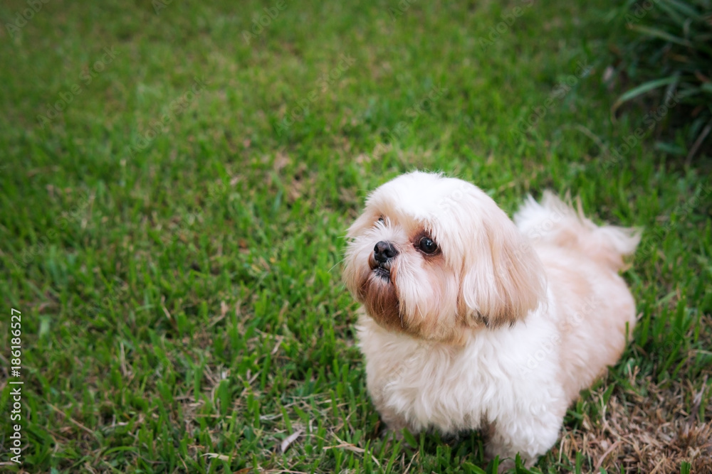 Dog breed Shih-Tzu Brown fur That is in the garden of grass.And there is a cute chubby shape and are waiting for us to play.