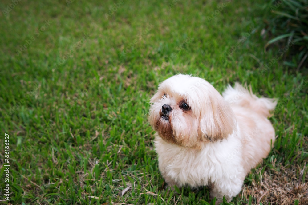 Dog breed Shih-Tzu Brown fur That is in the garden of grass.And there is a cute chubby shape and are waiting for us to play. Dog breed Shih-Tzu Brown fur That is in the garden of grass.And there is a cute chubby shape and are waiting for us to play.