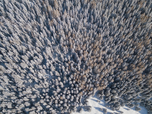 Top down aerial drone view of the snow-covered woods after a snowfall. Italian Alps