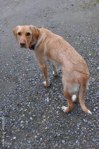 Labrador dog pet